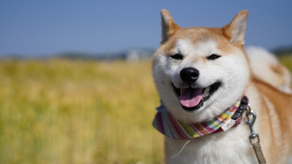 なぜ「拒否柴」は散歩を嫌がるの?その原因と対処法とは