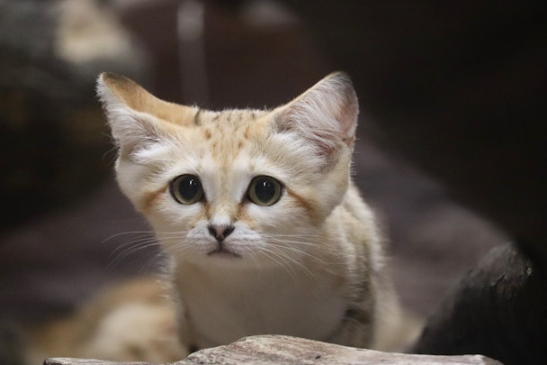 ペットとして飼わないで！「砂漠の天使」と呼ばれるスナネコとは？のアイキャッチ画像