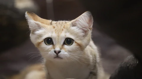 「砂漠の天使」と呼ばれるスナネコはペットにできる?性格や特徴と会える動物園まとめのアイキャッチ画像