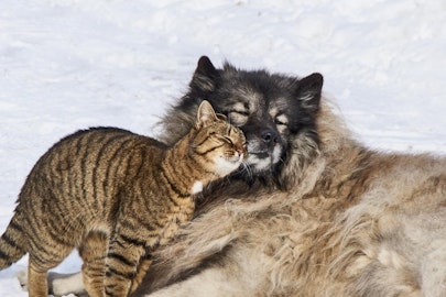 ちょっと泣ける「犬の十戒」、クスッと笑える「猫の十戒」とは?のアイキャッチ画像