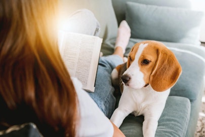驚くべき犬のコミュニケーション能力!3つの実験を紹介のアイキャッチ画像