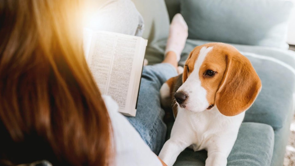 驚くべき犬のコミュニケーション能力!3つの実験を紹介