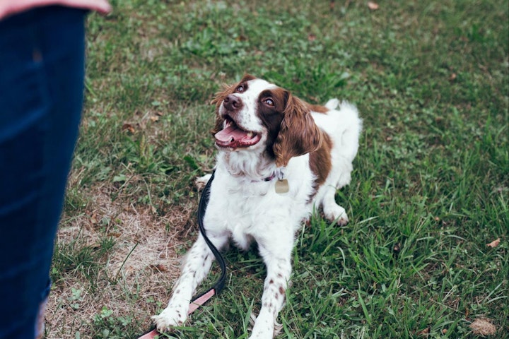 コミュニケーション能力,子犬,実験,犬,研究,野良犬