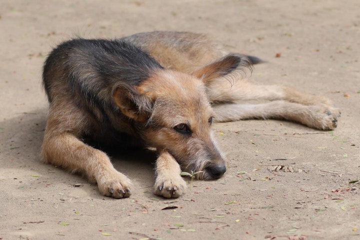 コミュニケーション能力,子犬,実験,犬,研究,野良犬