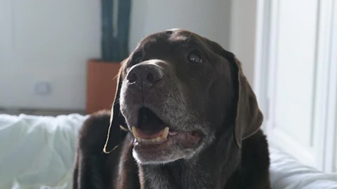 そろそろシニア犬かも!?老化防止のために見直したい5つの習慣のアイキャッチ画像