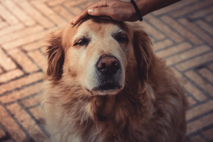 youtube,シニア犬,犬,犬の健康,習慣,老化防止,飼い方