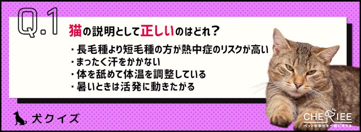 【クイズ】これからの時期は要注意！猫の熱中症対策をしっかりやろうのアイキャッチ画像