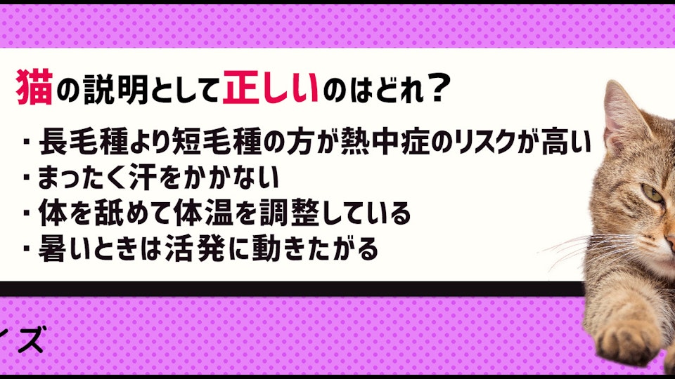 【クイズ】これからの時期は要注意!猫の熱中症対策をしっかりやろう