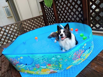 今年は愛犬と楽しもう！気軽にできる庭でのプール遊びのアイキャッチ画像