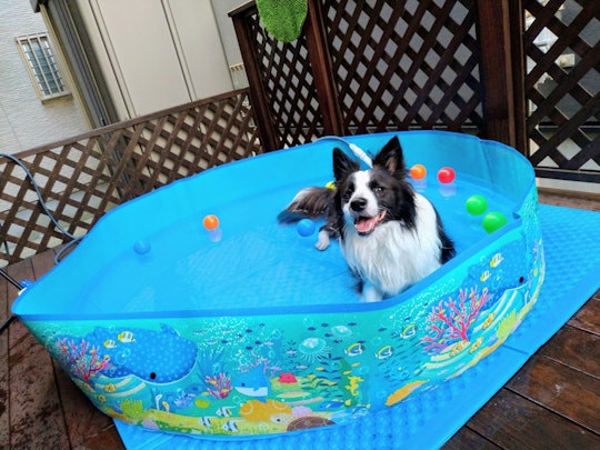 今年は愛犬と楽しもう！気軽にできる庭でのプール遊びのアイキャッチ画像