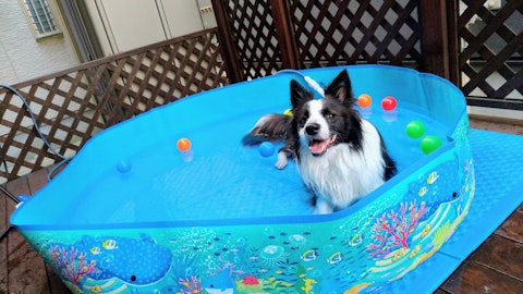 今年は愛犬と楽しもう!気軽にできる庭でのプール遊びのアイキャッチ画像