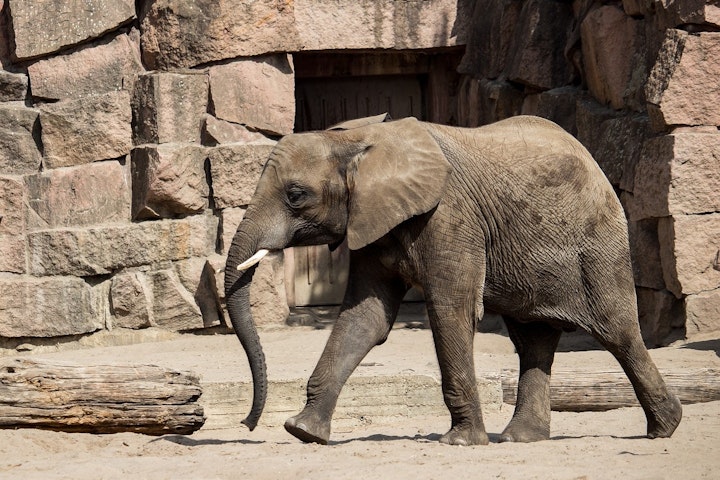 うさぎ,ゾウ,ペット,動物園,戦争,犬,猫,第二次世界大戦