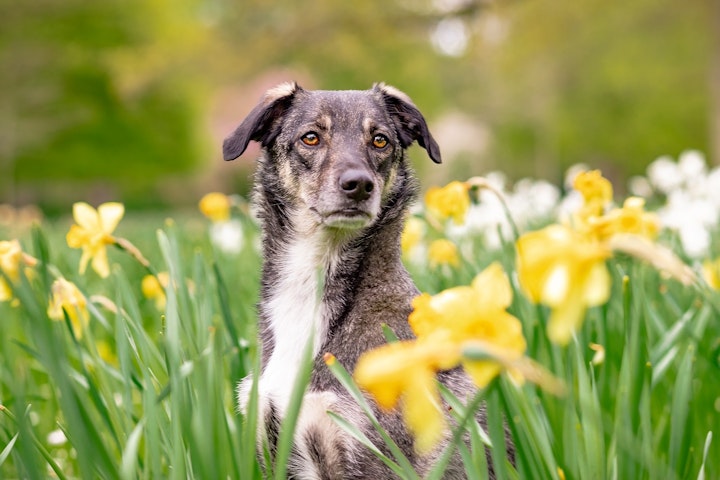 商品紹介,感動エピソード,映画,書籍,有名な犬,犬,飼い主