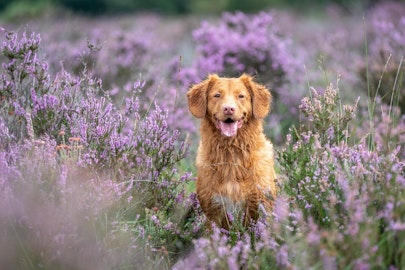 3つの感動エピソード！歴史に残るすごい犬たちを紹介のアイキャッチ画像