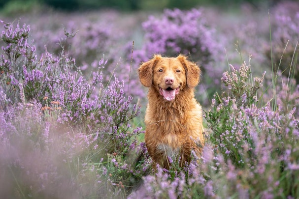 3つの感動エピソード！歴史に残るすごい犬たちを紹介のアイキャッチ画像