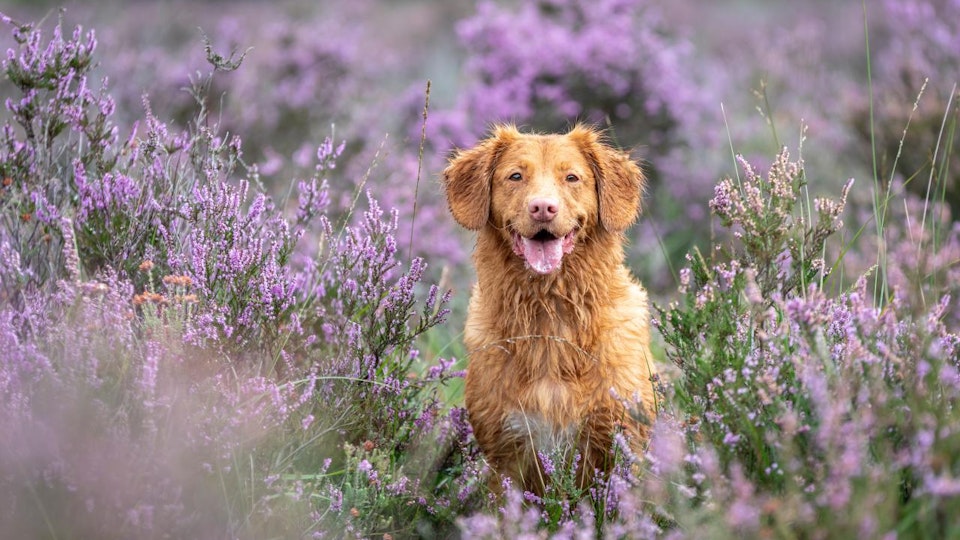 3つの感動エピソード!歴史に残るすごい犬たちを紹介