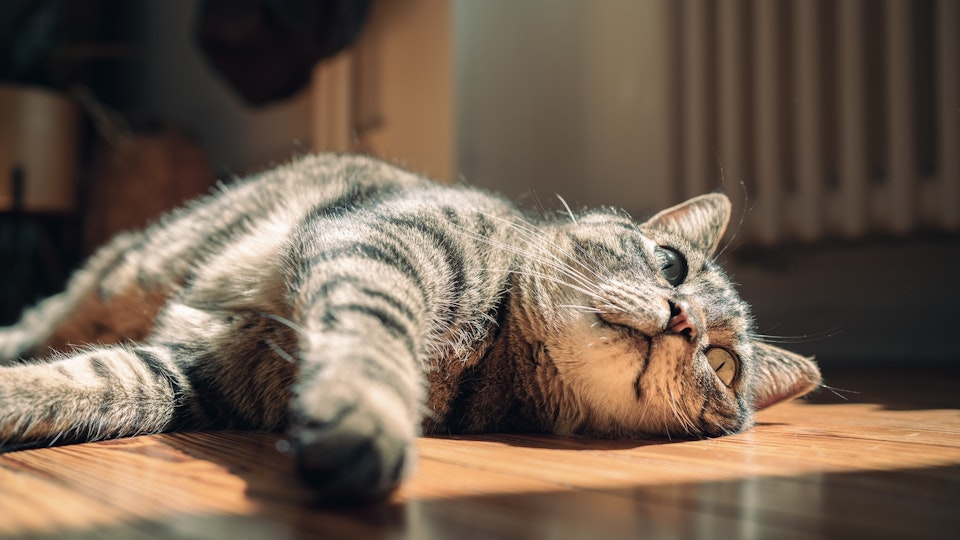 デジタル機器も活用しよう!夏の猫のお留守番で使えるおすすめグッズ