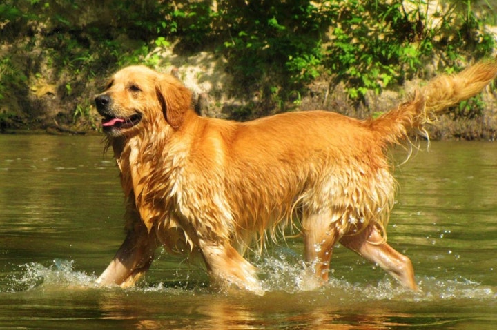 レトリーバー,レトリバー,商品紹介,性格,特徴,犬,犬種,飼い方,鳥猟犬,ゴールデン・レトリーバー