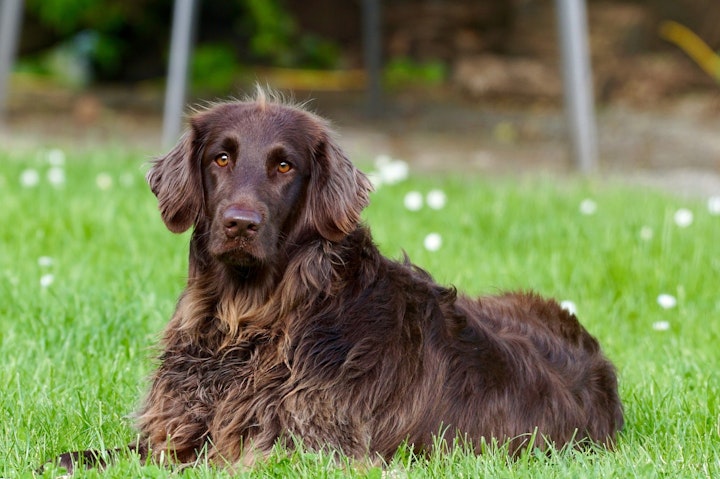 レトリーバー,レトリバー,商品紹介,性格,特徴,犬,犬種,飼い方,鳥猟犬,フラットコーテッド・レトリーバー