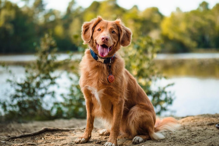 レトリーバー,レトリバー,商品紹介,性格,特徴,犬,犬種,飼い方,鳥猟犬,ノヴァ・スコシア・ダック・トーリング・レトリーバー