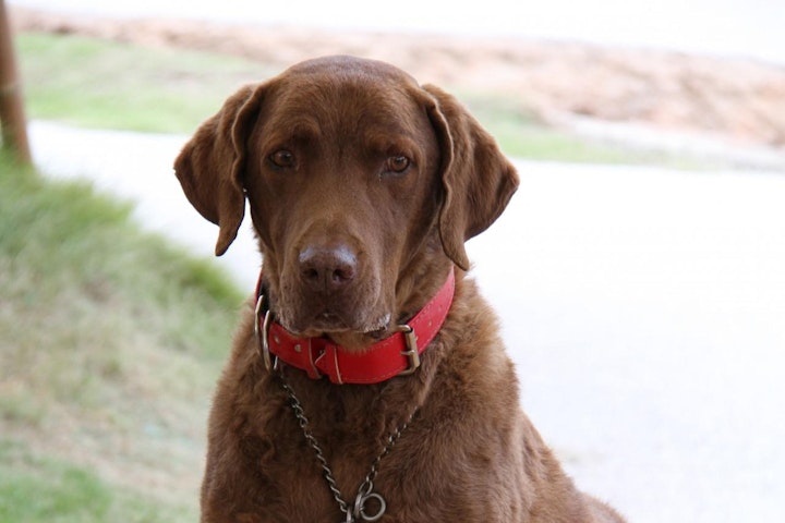 レトリーバー,レトリバー,商品紹介,性格,特徴,犬,犬種,飼い方,鳥猟犬,チェサピーク・ベイ・レトリーバー