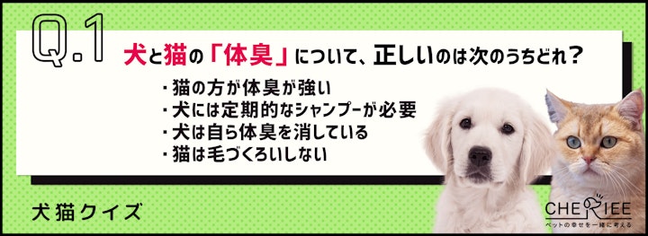 【クイズ】実は全然違う！？3つの観点から犬と猫の習性を比較のアイキャッチ画像