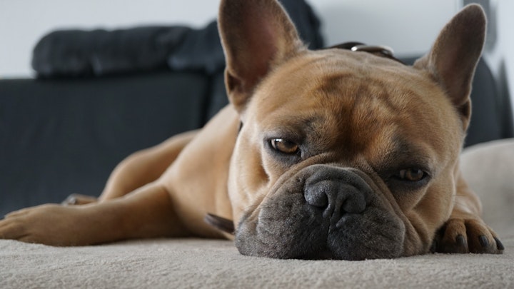 犬,腹鳴,腸閉塞,寄生虫,ドッグフード,早食い,運動不足,ストレス