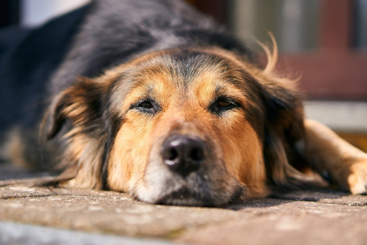 犬,腹鳴,腸閉塞,寄生虫,ドッグフード,早食い,運動不足,ストレス