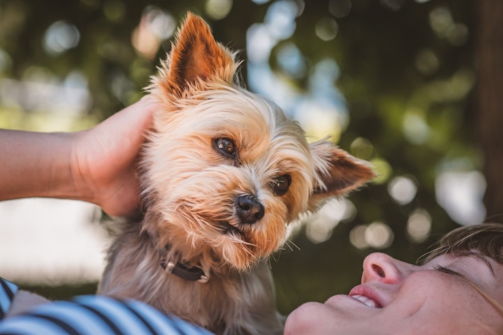 犬,腹鳴,腸閉塞,寄生虫,ドッグフード,早食い,運動不足,ストレス