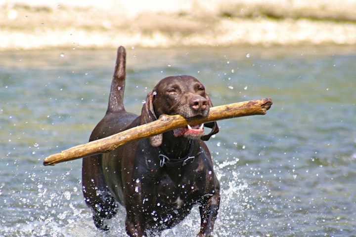 【犬図鑑】穏やかさと賢さが魅力！6種のレトリーバーたちをご紹介 - CHERIEE あにまるマガジン