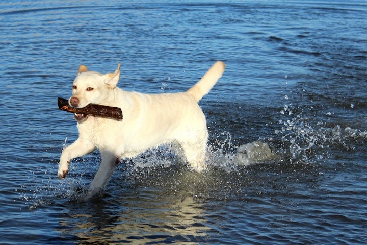 レトリーバー,レトリバー,商品紹介,性格,特徴,犬,犬種,飼い方,鳥猟犬