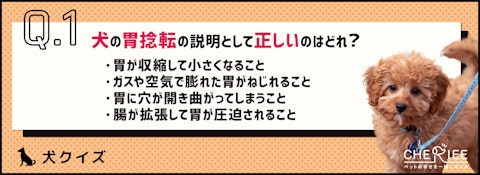 【クイズ】食後の犬の散歩は危険！胃捻転ってどんな病気？のアイキャッチ画像