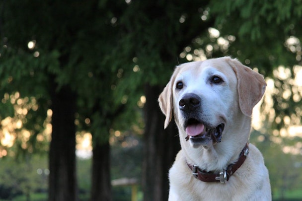 老犬がふらつく・踏ん張れない！4段階の歩行の介護方法を解説のアイキャッチ画像