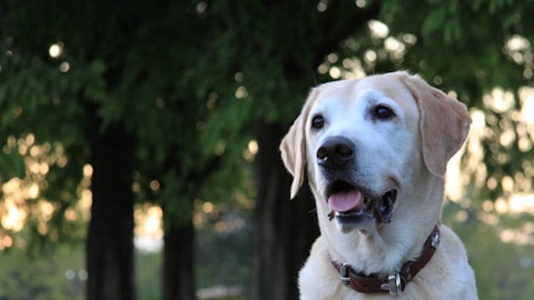 老犬がふらつく・踏ん張れない!4段階の歩行の介護方法を解説のアイキャッチ画像