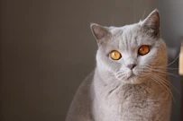 総合ランキング第1位