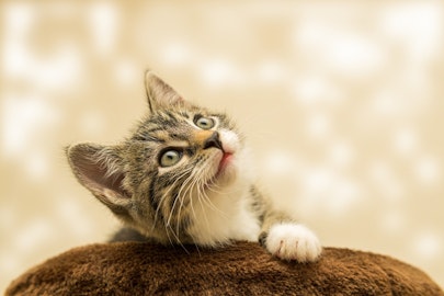 人々を救った3つのエピソード!魅力や才能あふれる猫たちを紹介のアイキャッチ画像