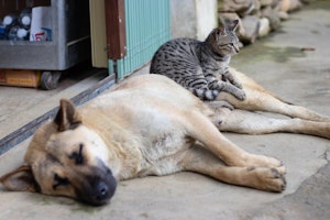 イスタンブール,トルコ,動物の権利法,動物福祉,犬,猫,野良犬,野良猫