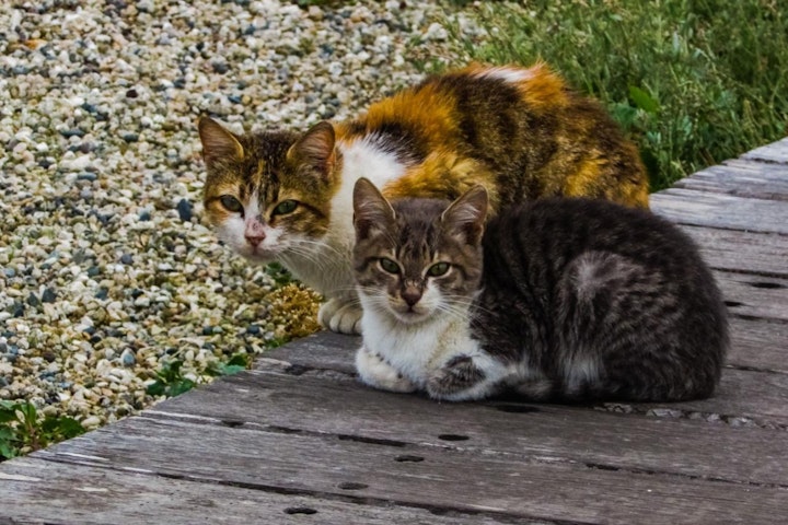 イスタンブール,トルコ,動物の権利法,動物福祉,犬,猫,野良犬,野良猫