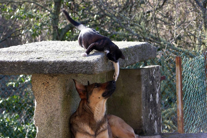 イスタンブール,トルコ,動物の権利法,動物福祉,犬,猫,野良犬,野良猫