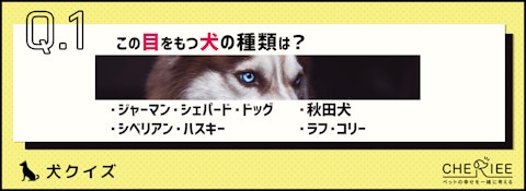 【画像クイズ】個性が強い！独特の外見を持つ犬たち④のアイキャッチ画像