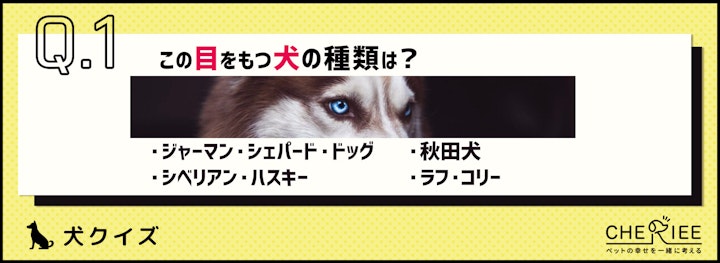 【画像クイズ】個性が強い！独特の外見を持つ犬たち④のアイキャッチ画像