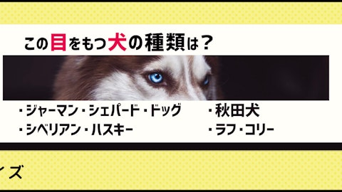 【画像クイズ】個性が強い!独特の外見を持つ犬たち④のアイキャッチ画像