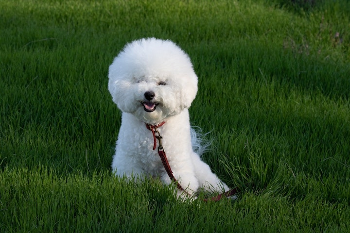 ビション・フリーゼ,ボロニーズ,犬種,小型犬