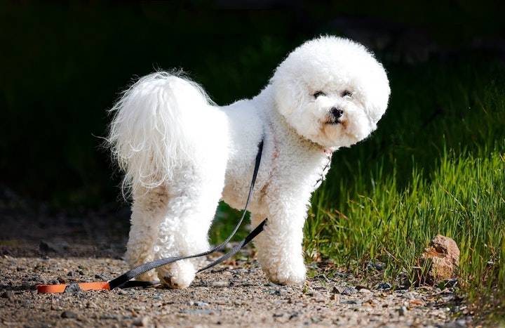 ビション・フリーゼ,ボロニーズ,犬種,小型犬