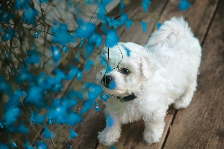 ビション・フリーゼ,ボロニーズ,犬種,小型犬