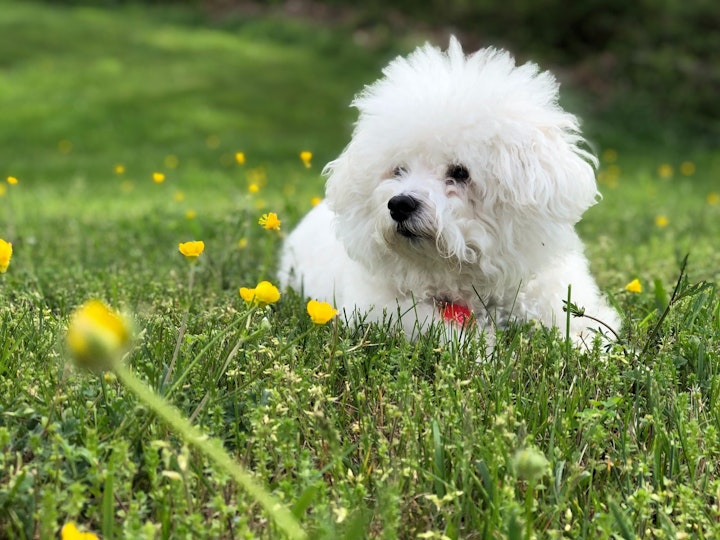 ビション・フリーゼ,ボロニーズ,犬種,小型犬