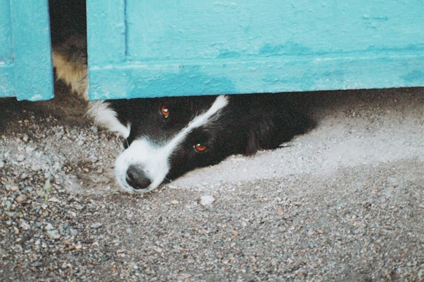 危険な目に遭うかも！犬の脱走パターンを知り防止対策をしようのアイキャッチ画像