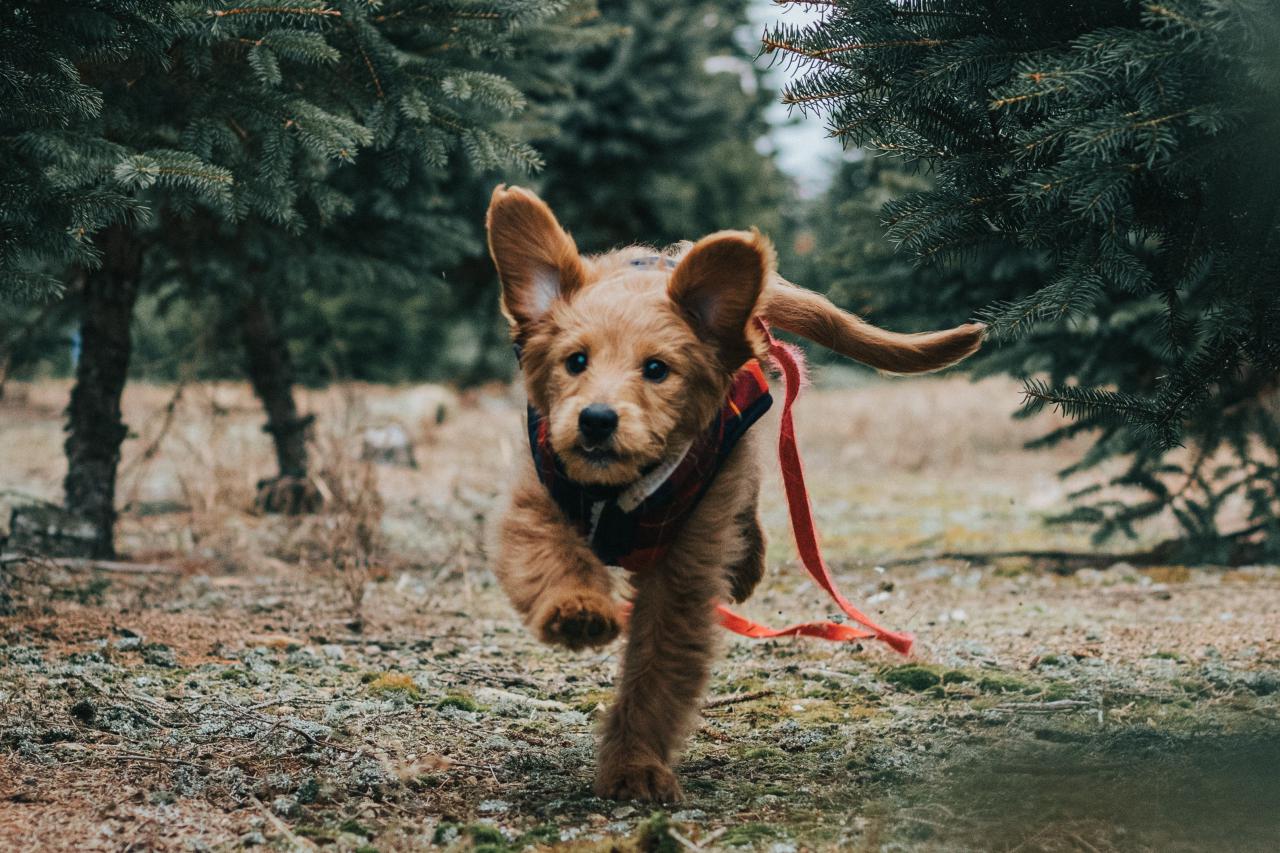 愛犬が脱走したらどうする？！事前に対処法を知っておこう
