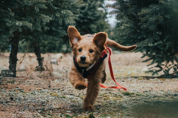 愛犬が脱走したらどうする？！事前に対処法を知っておこうのアイキャッチ画像