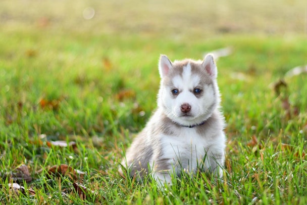 初めての犬の飼い方【飼い始めてから】のアイキャッチ画像